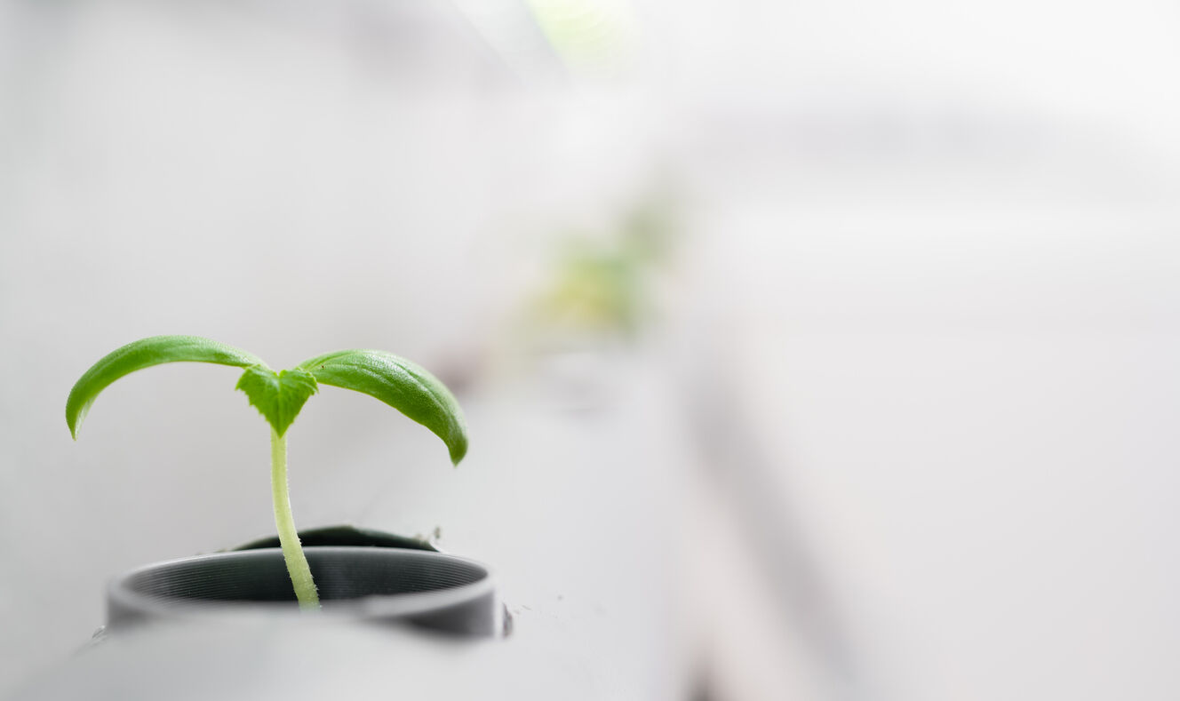 hydroponic agriculture